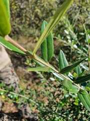 Olea europaea cuspidata