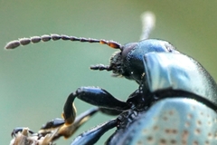 Chrysolina vernalis vernalis