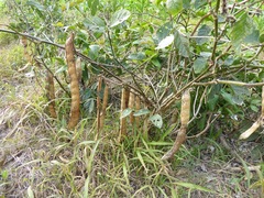 Canavalia ensiformis