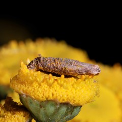 Coleophora tanaceti