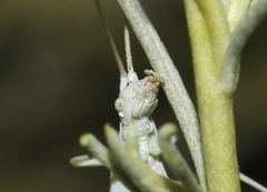 Oecanthus beameri
