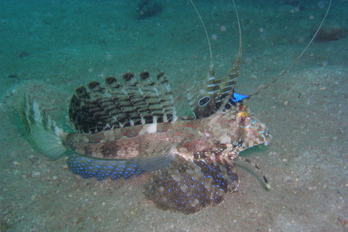 Finger dragonet (Dactylopus dactylopus) — Callionymidae — 3