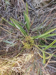 Crabbea angustifolia