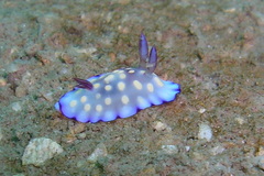 Goniobranchus hintuanensis