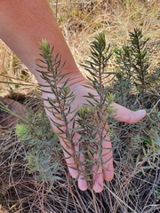 Lasiosiphon kraussianus