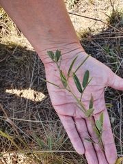 Sphenostylis angustifolia