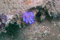 Coryphellina pseudolotos