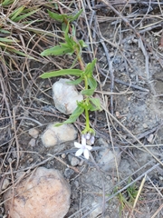 Pentanisia angustifolia