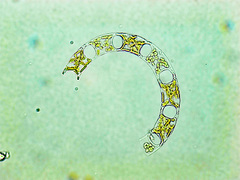 Eucampia