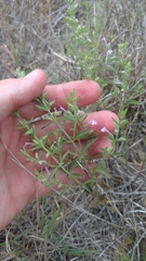 Hedeoma reverchonii