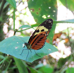 Heliconius hecale