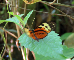 Heliconius hecale