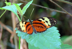 Heliconius hecale