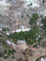 Racomitrium microcarpon