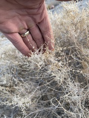 Galium stellatum eremicum