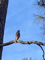 Buteo lineatus