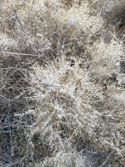 Galium stellatum eremicum