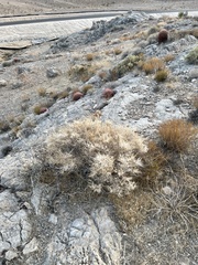 Galium stellatum eremicum