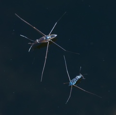 Limnogonus franciscanus