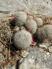 Mammillaria haageana meissneri