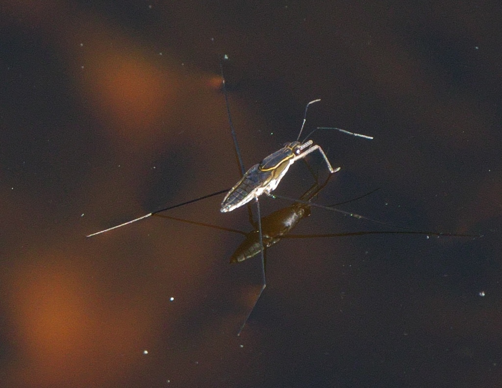 Franciscan Pond Skater