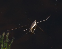 Limnogonus franciscanus