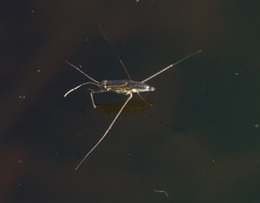 Limnogonus franciscanus