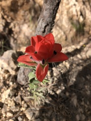Castilleja nervata