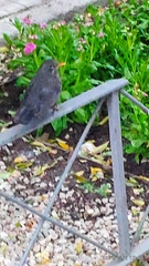 Turdus merula