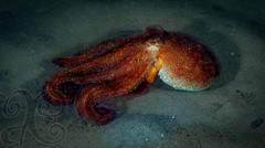 Octopus americanus
