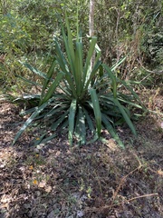 Furcraea guatemalensis