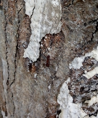 Acromyrmex