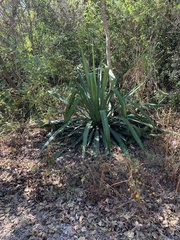 Furcraea guatemalensis