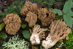 Ramaria fennica