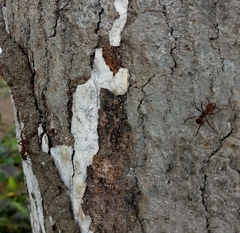 Acromyrmex