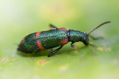 Strongylium humerale