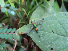 Paramastax rosenbergi