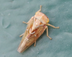 Tremulicerus fulgidus