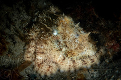 Octopus americanus