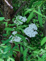 Spiraea fritschiana