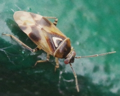 Orthops kalmii