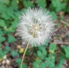 Taraxacum officinale