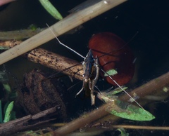 Limnogonus recens