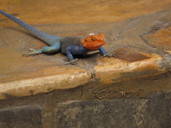 Agama dodomae