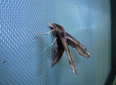 Xylophanes guianensis