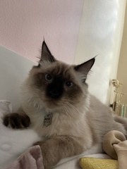 Felis catus