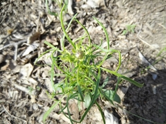 Coreopsis grandiflora
