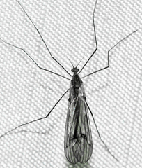 Trichocera bimacula