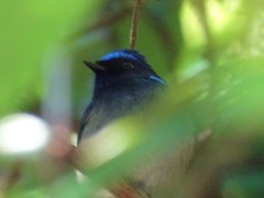 Niltava macgrigoriae