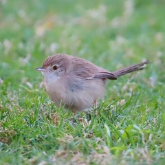 Delicate Prinia photo 2